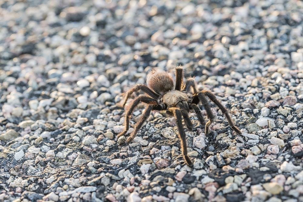 Annual Tarantula Migration