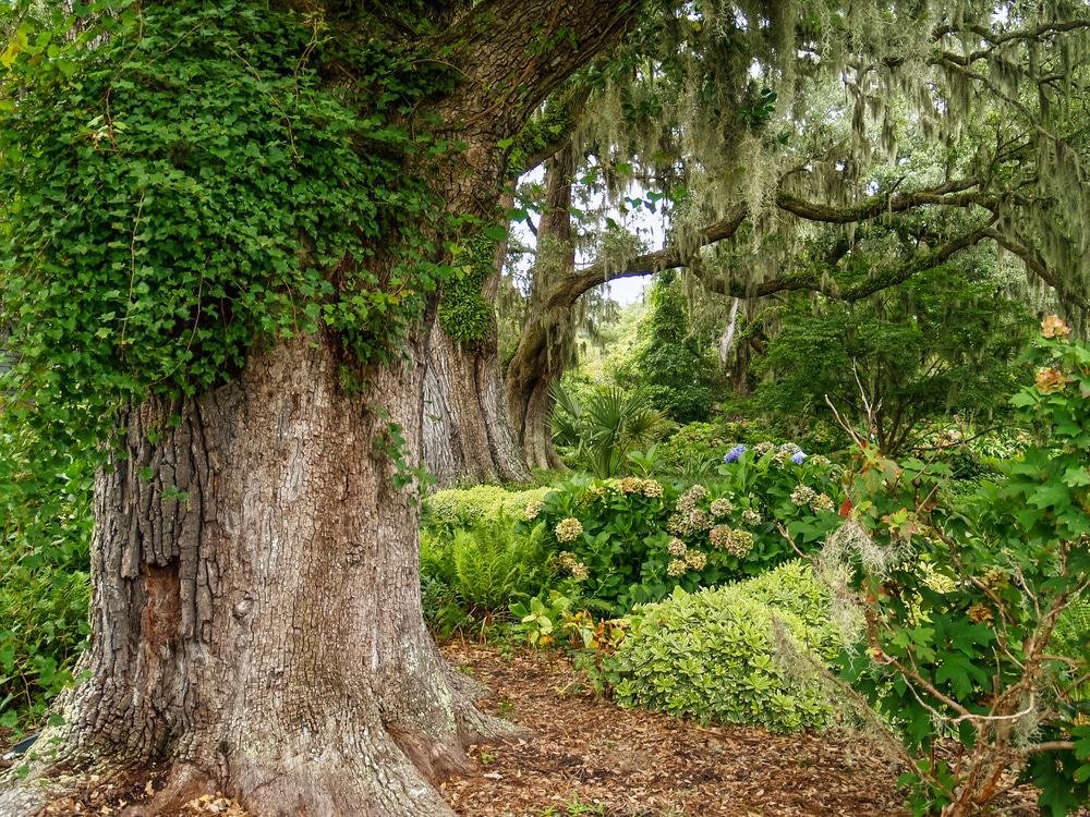 Brookgreen Gardens near Myrtle Beach