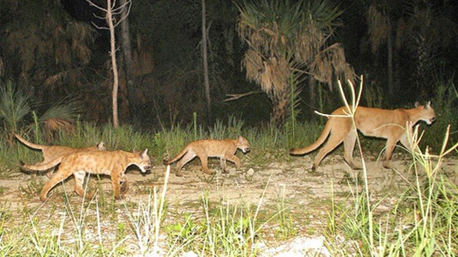 Florida Panther Refuge