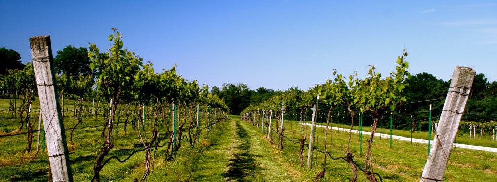 Hermann Wine Trail