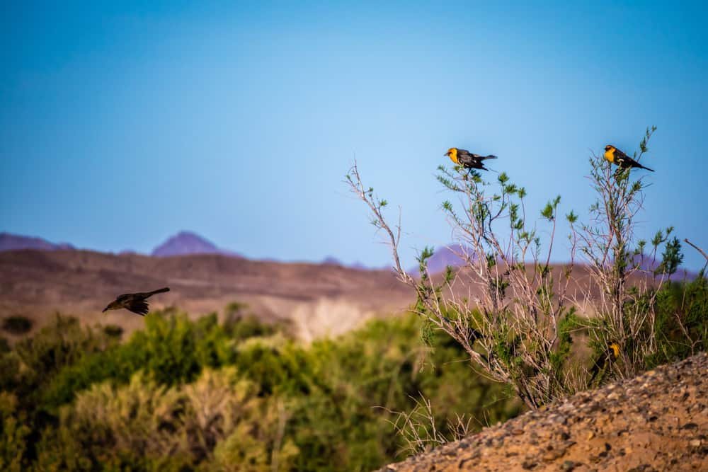 Imperial National Wildlife Refuge