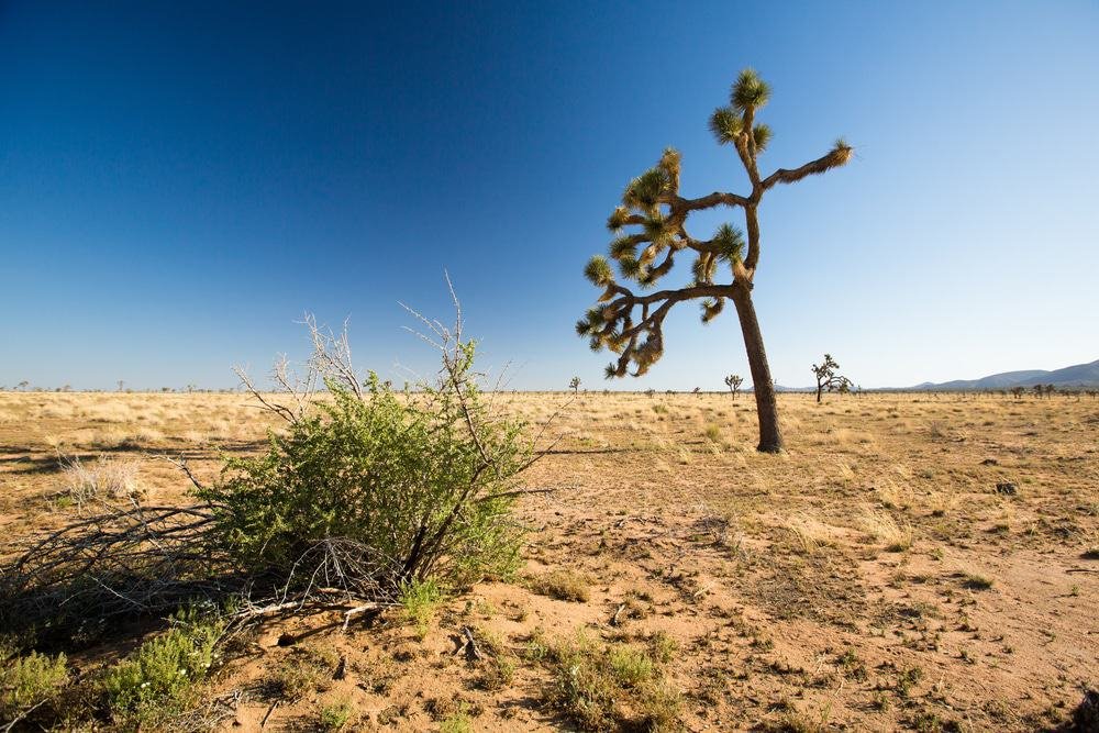 Joshua Tree National Park