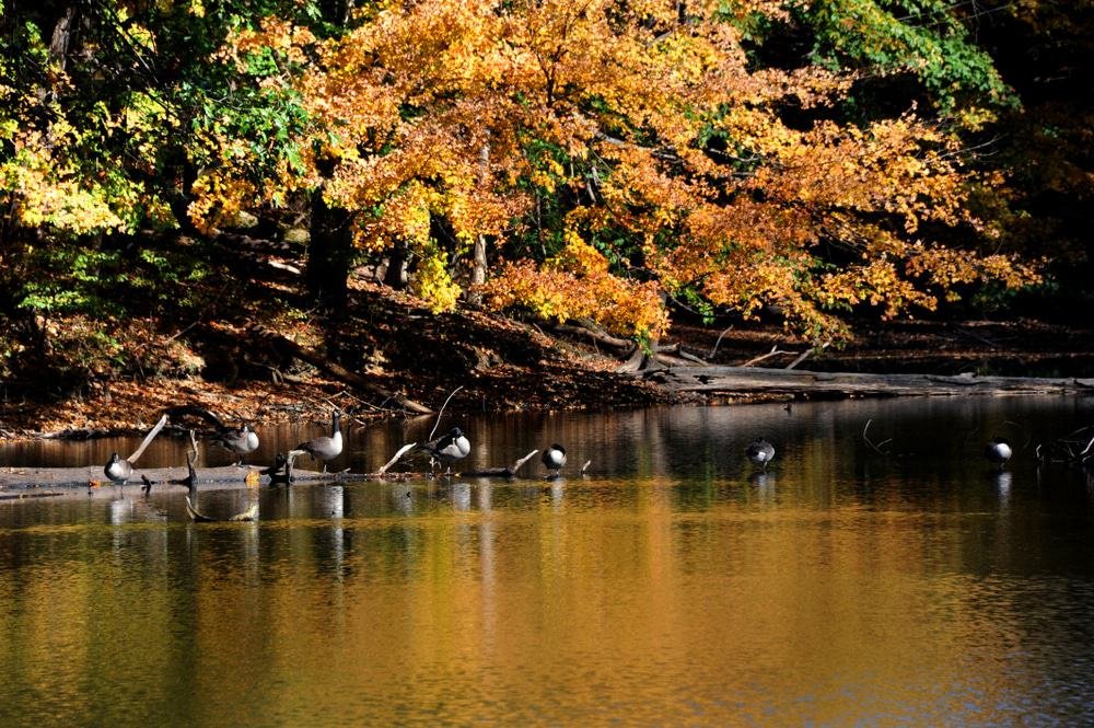 Meeman-Shelby Forest State Park, Tennessee