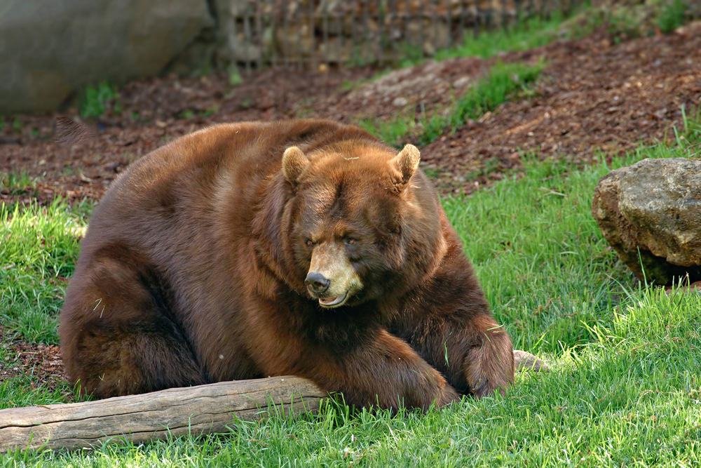 Montgomery Zoo