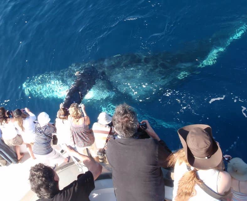 Newport Beach Whale Watching Tour