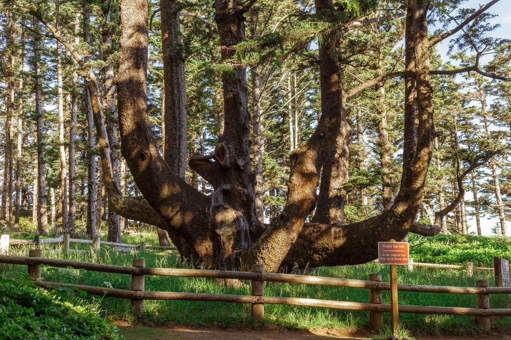 Octopus Tree of Oregon, Tillamook
