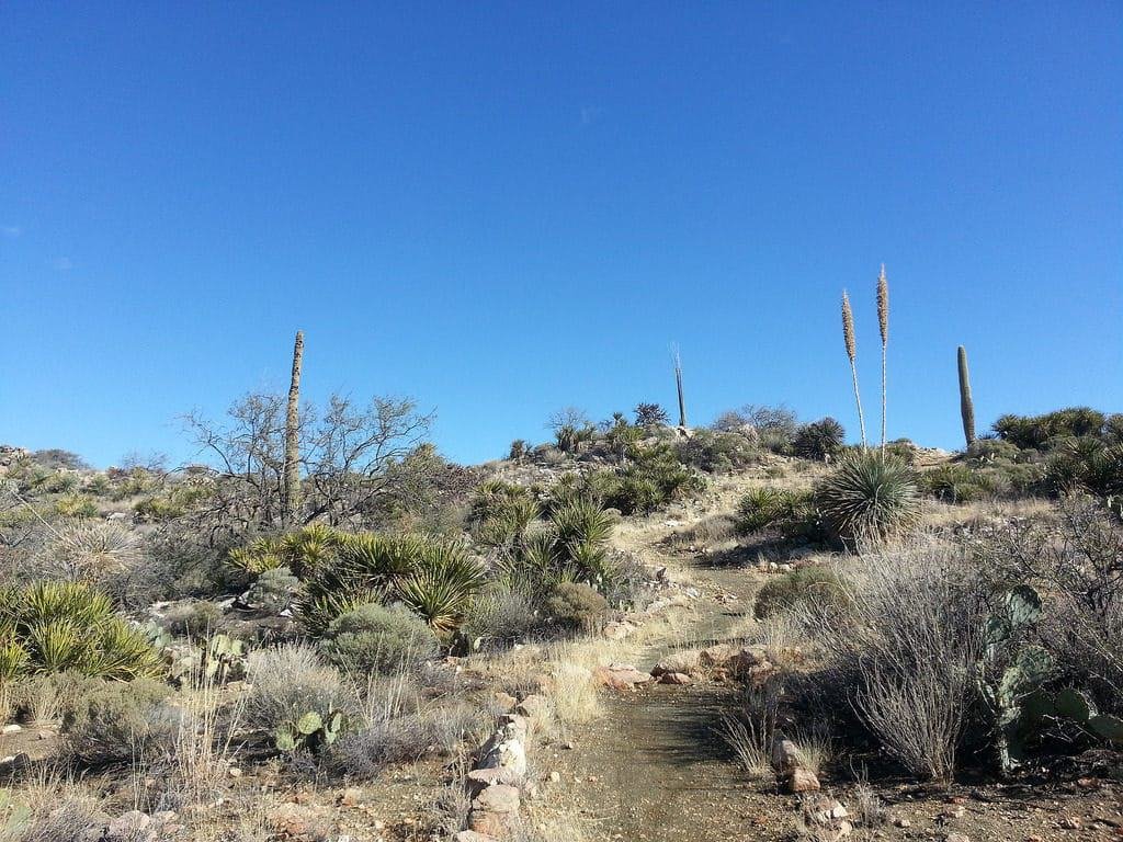 Tortolita Mountain Hike
