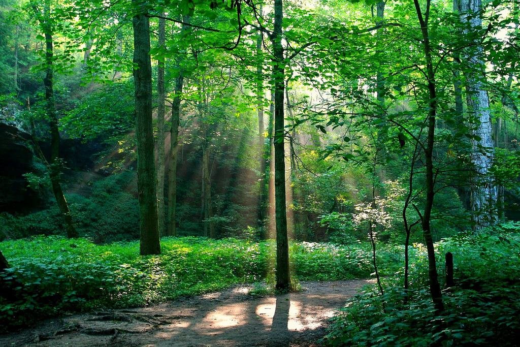 Turkey Run State Park