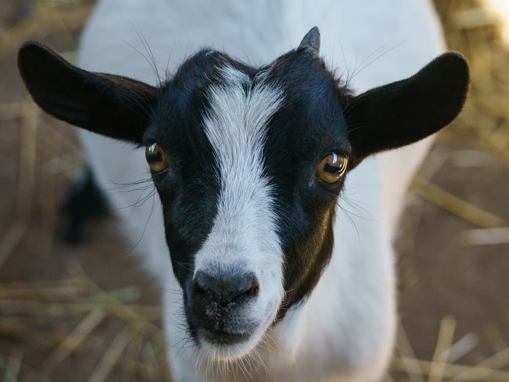 Goat