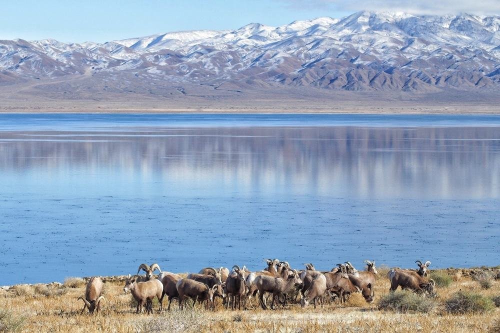 Walker Lake, Nevada