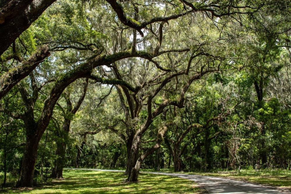 Withlacoochee State Forest