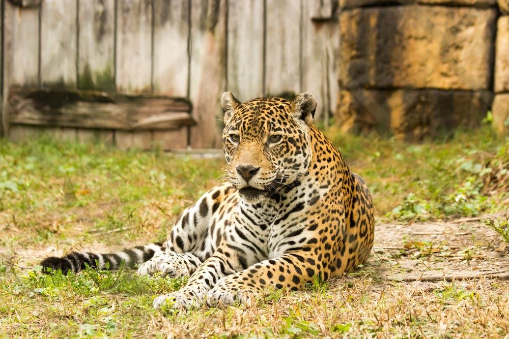  Zoo Miami