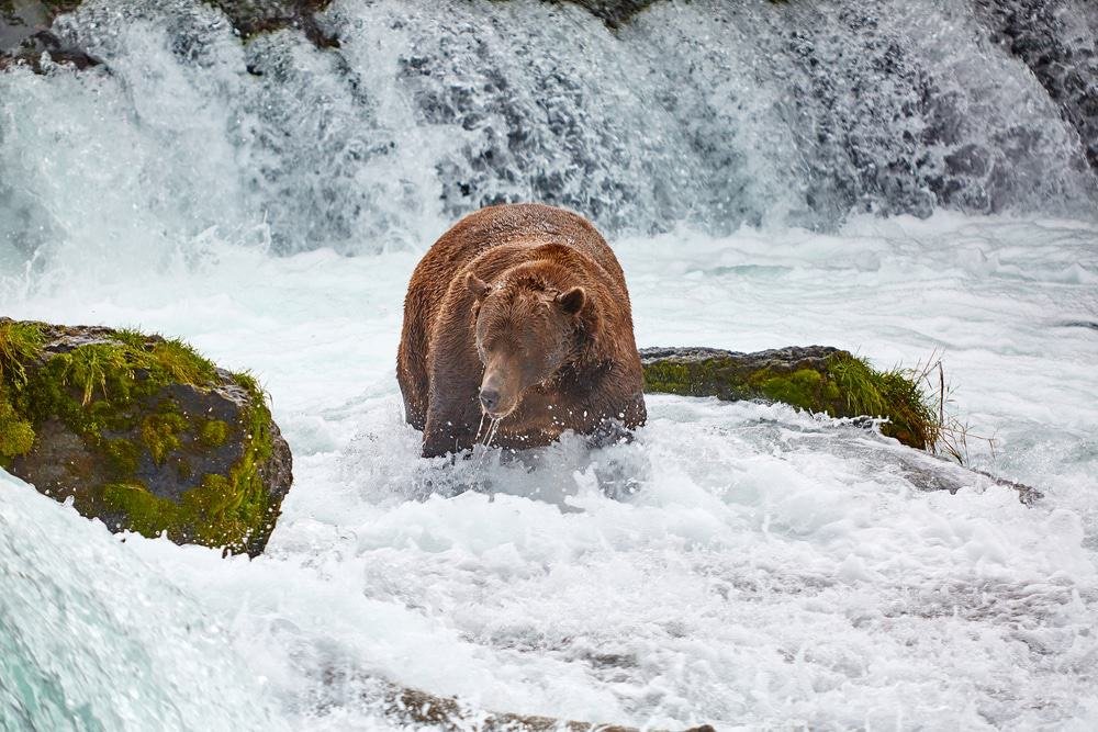 Brooks Falls, Katmai National Park