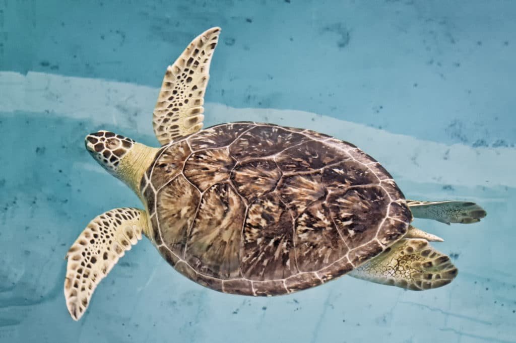 Clearwater Marine Aquarium
