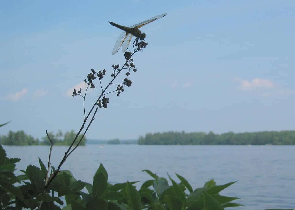 Cobbosseecontee Lake