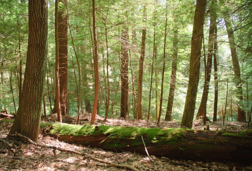 Cook Forest State Park