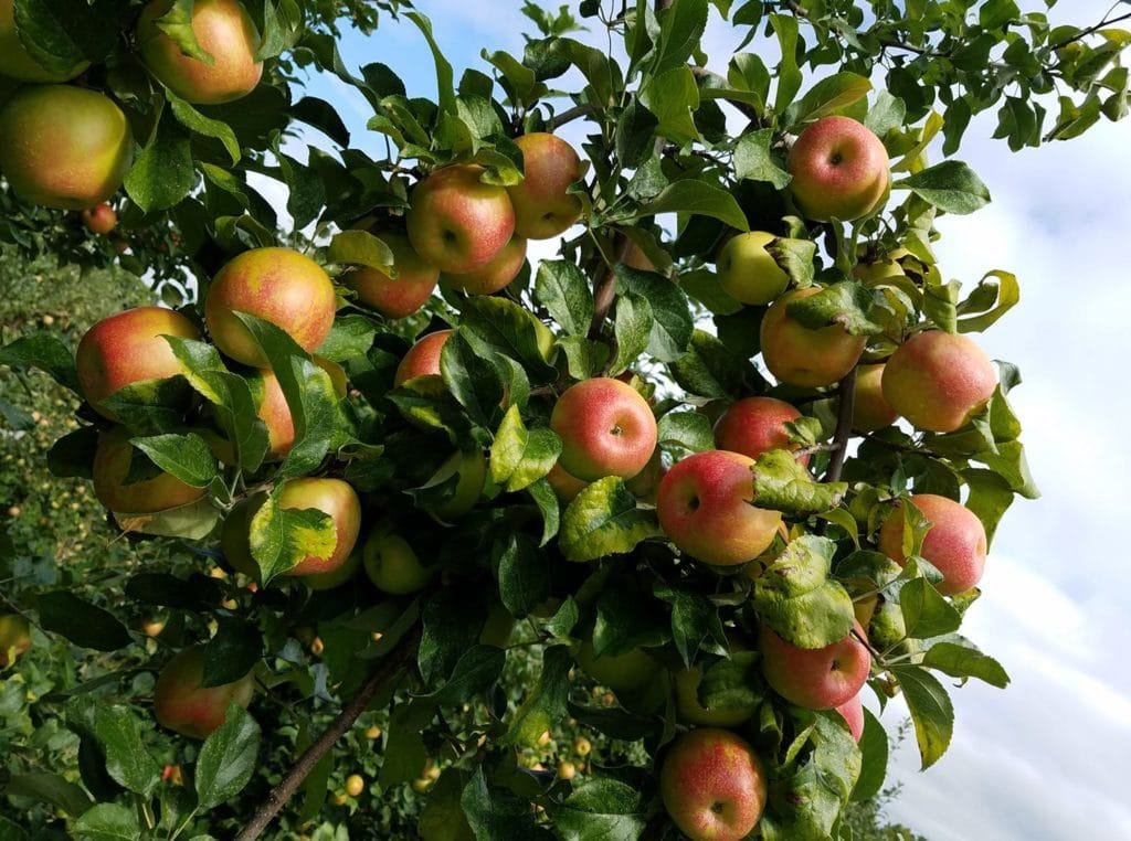 Dondero Orchards