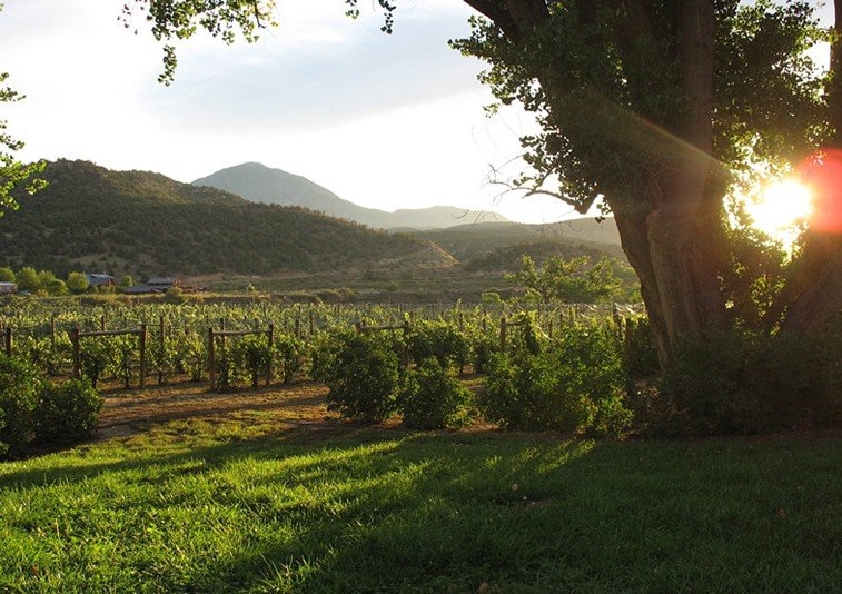 Guy Drew Vineyards