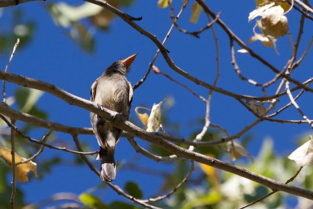 Ahakhav Tribal Preserve