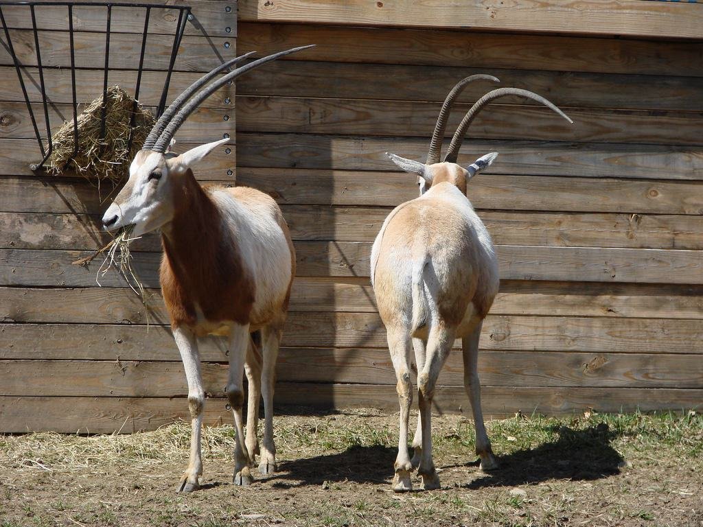 Lehigh Valley Zoo, Schnecksville