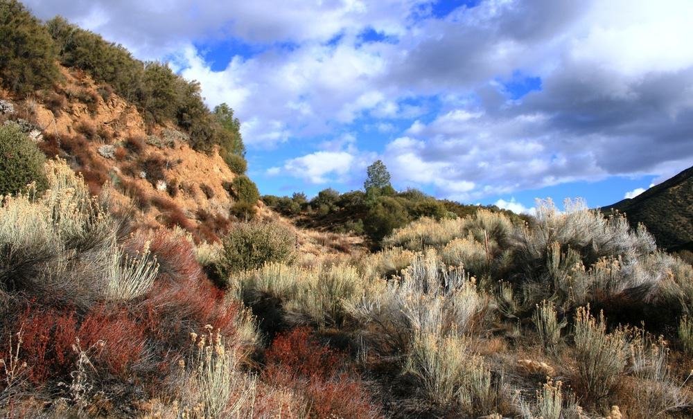 Los Padres National Forest