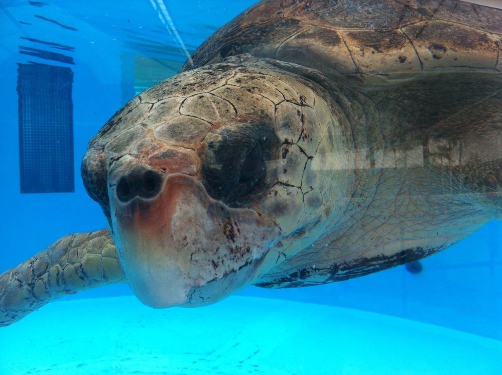 Loggerhead Marinelife Center