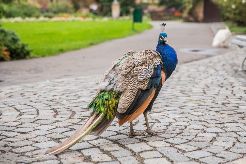 Reid Park Zoo