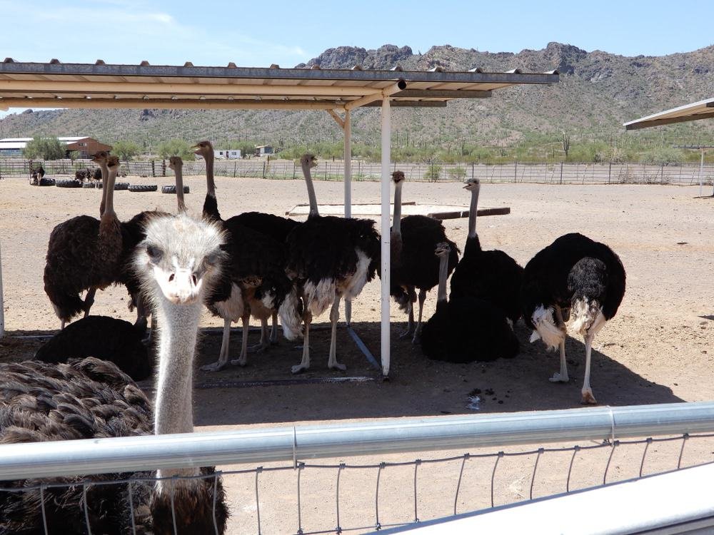 Rooster Cogburn Ostrich Ranch