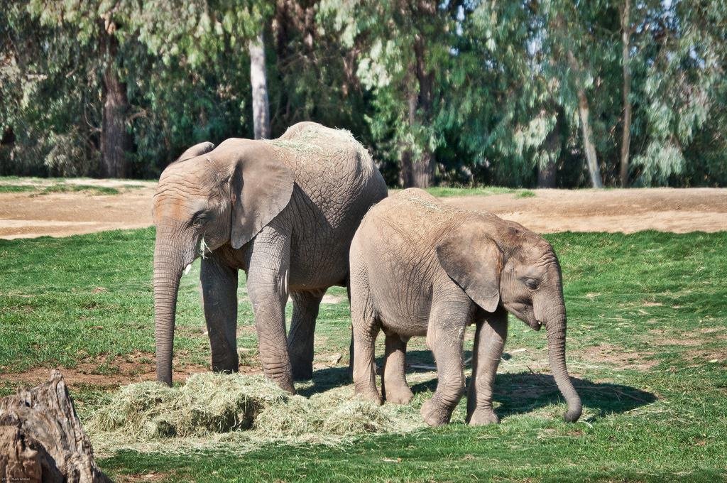 San Diego Zoo Safari Park