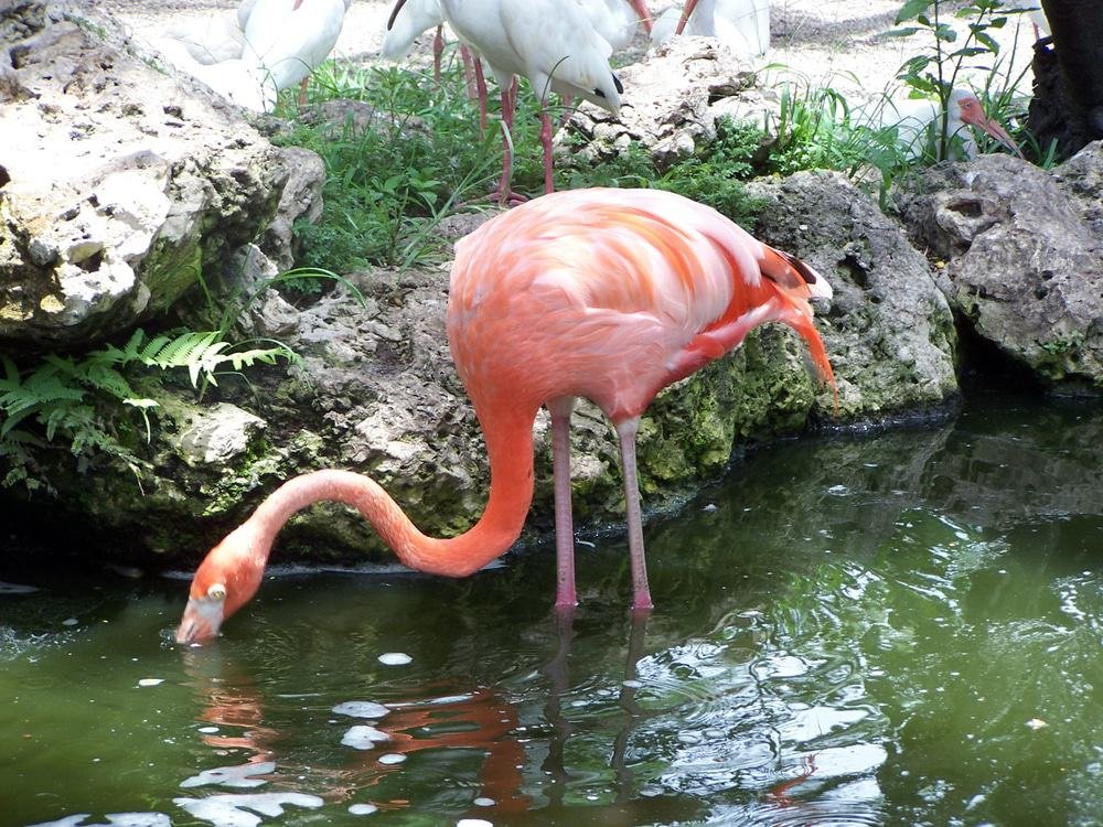 The Flamingo Gardens