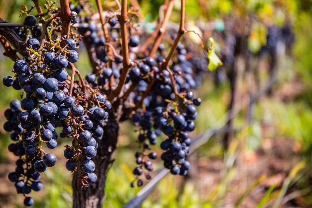 Long Island Vineyard