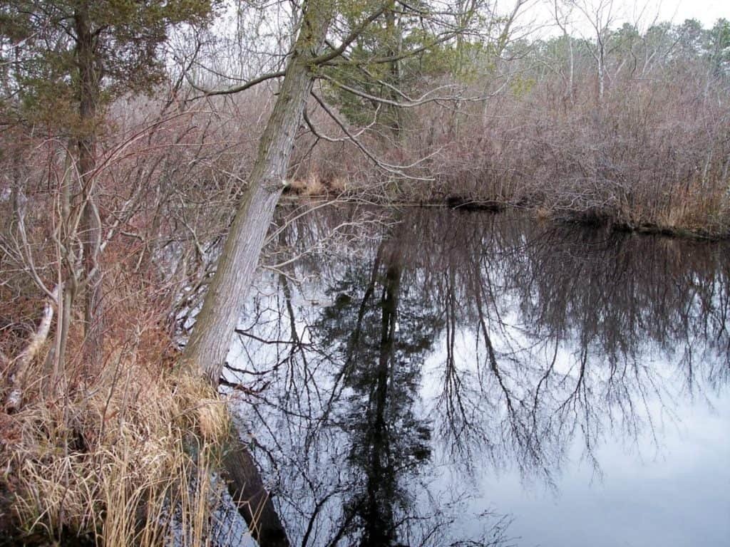 Belleplain State Forest