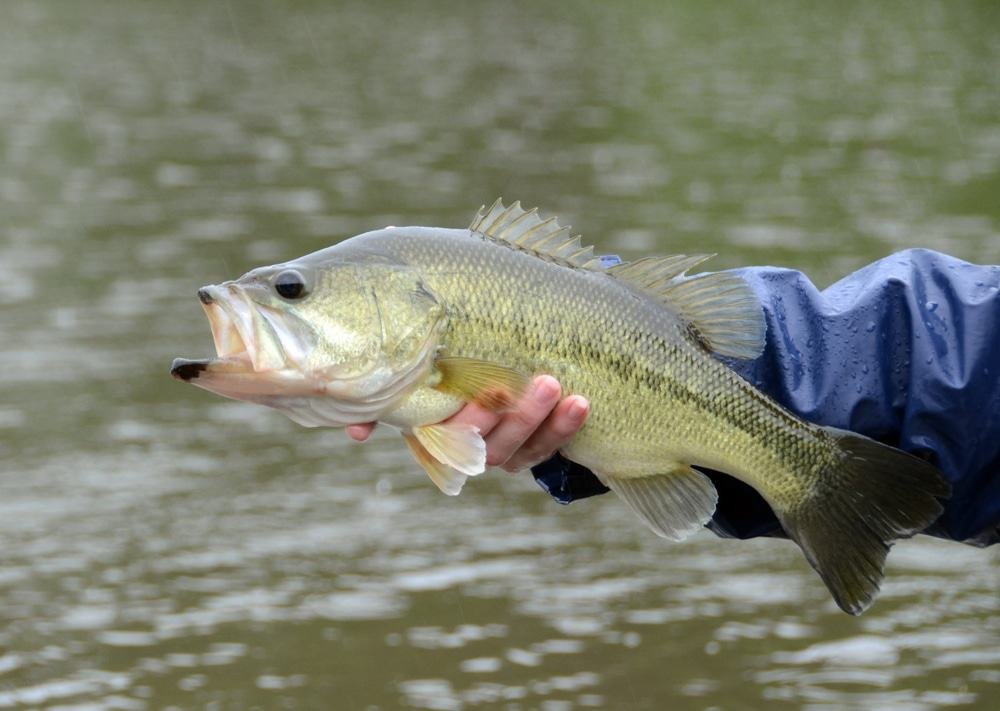 Fish Orlando Trophy Bass Guide Service
