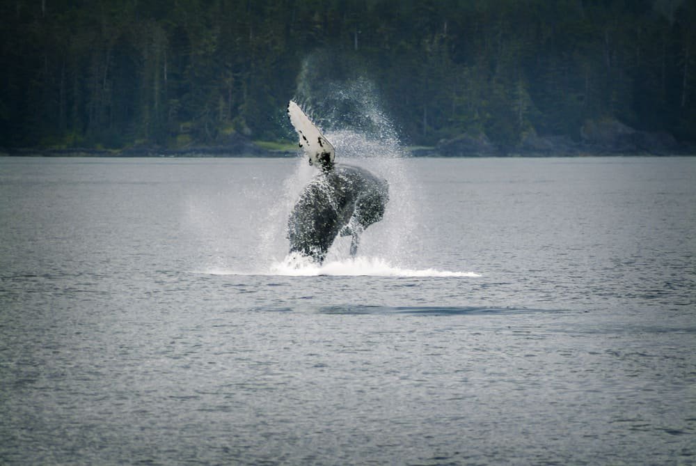 I went whale watching
