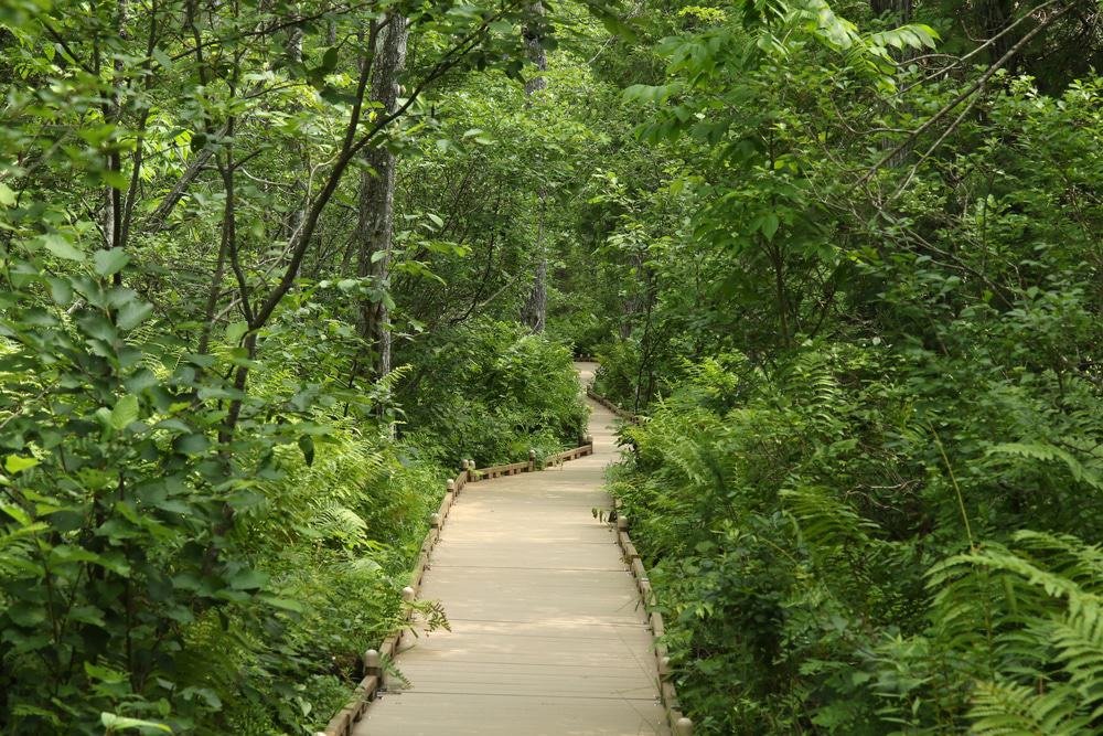 Bangor City Forest