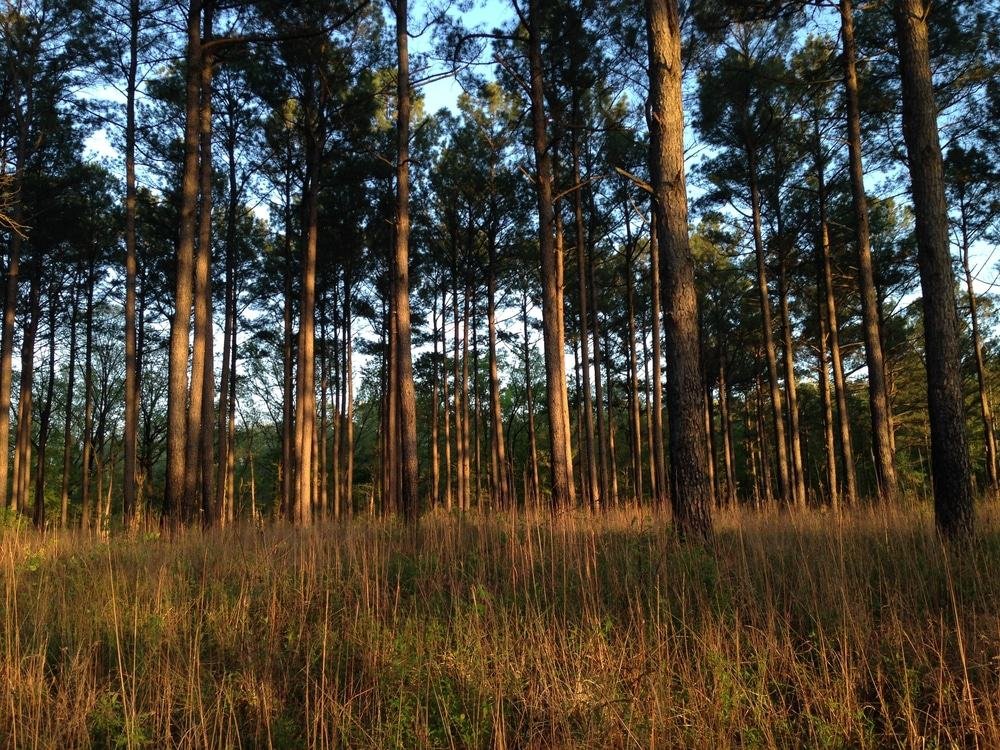 Holly Springs National Forest, Mississippi