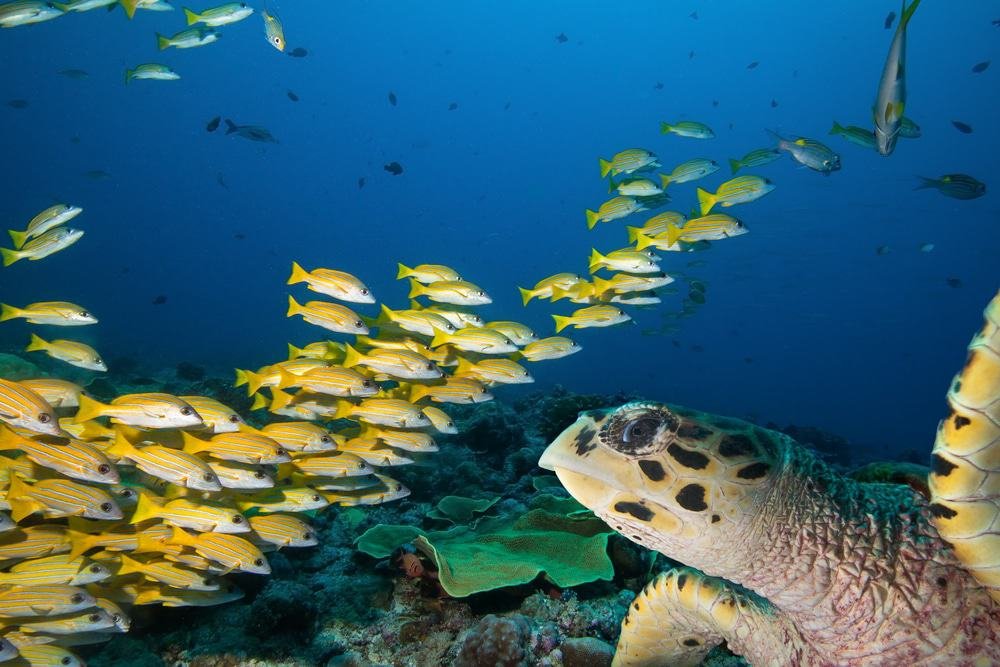 Scuba Diving In Jupiter