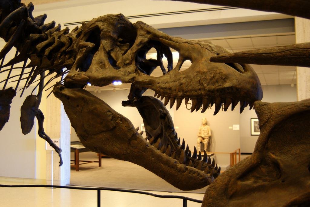 Museum of Texas Tech University