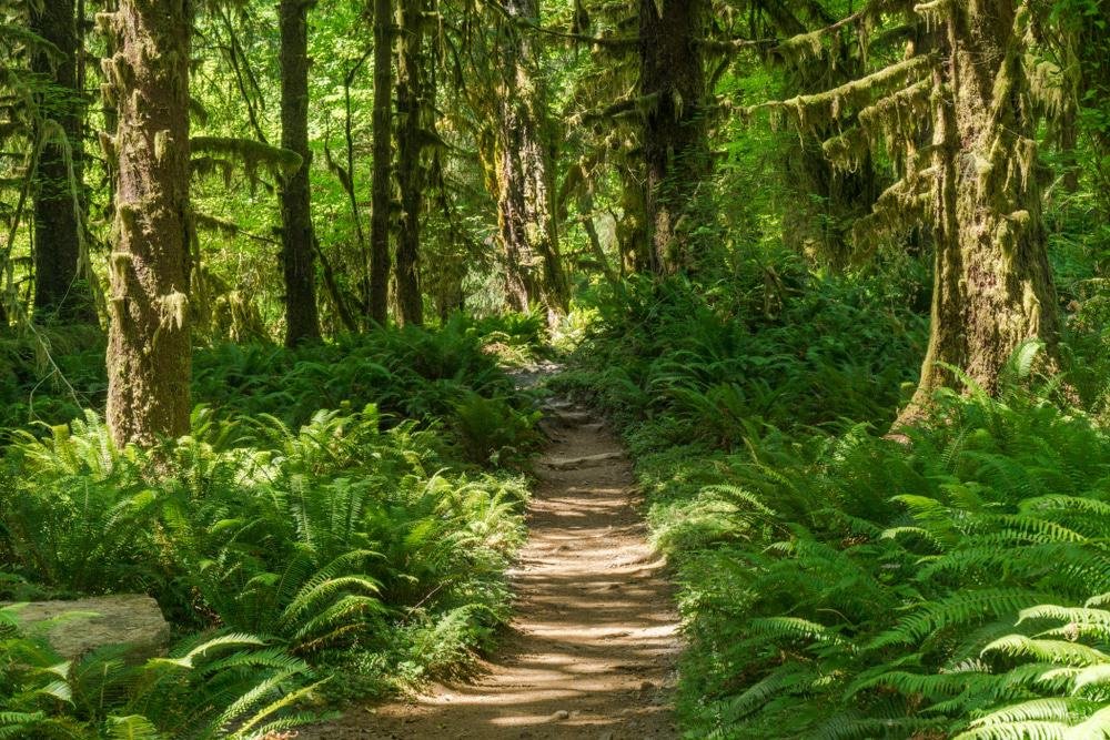 Olympic National Park, Washington