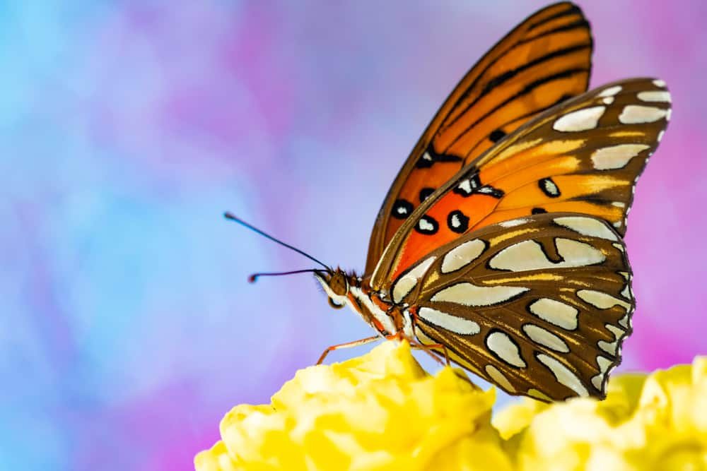 Butterfly Garden, Science Museum of Western Virginia