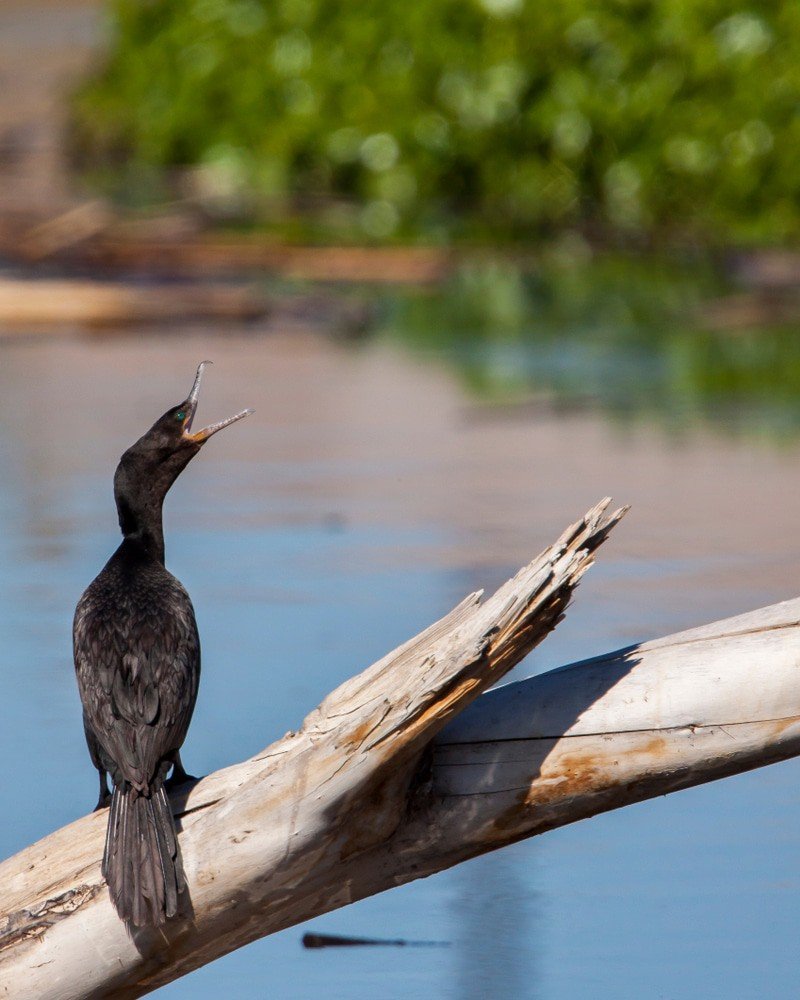Tres Rios Wetlands