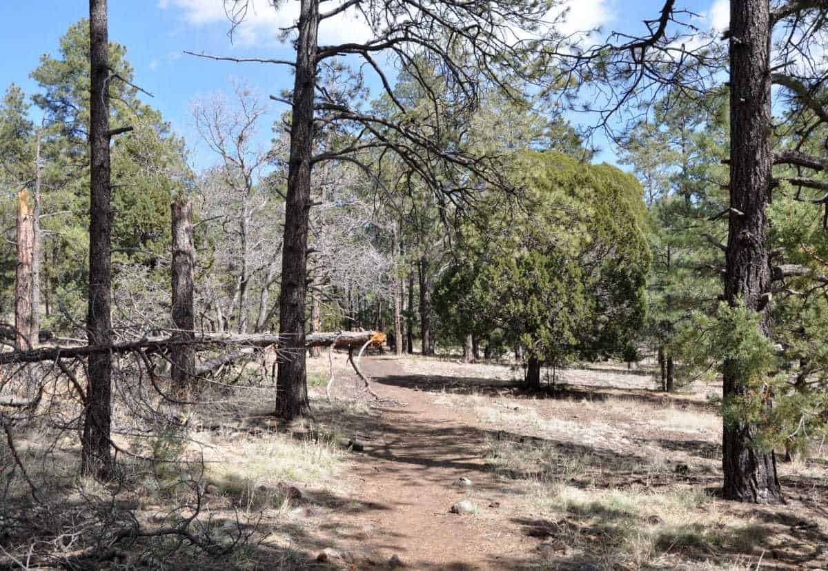 Woodchute Wilderness Area