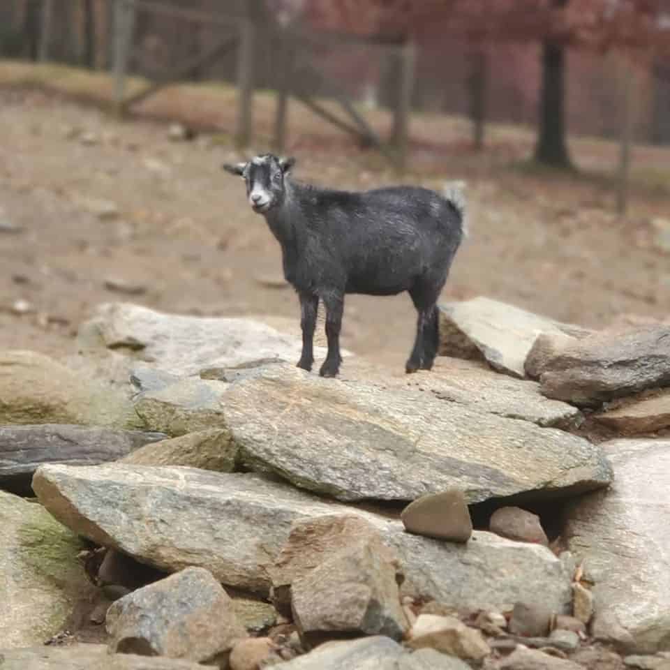 Aussakita Acres Farm