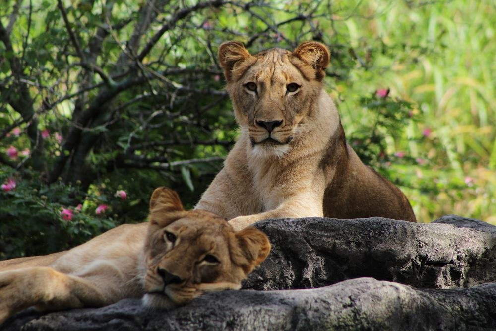 Busch Gardens Tampa