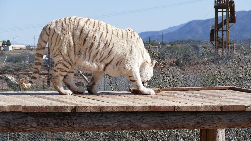 African Safari - Camp Verde, Arizona