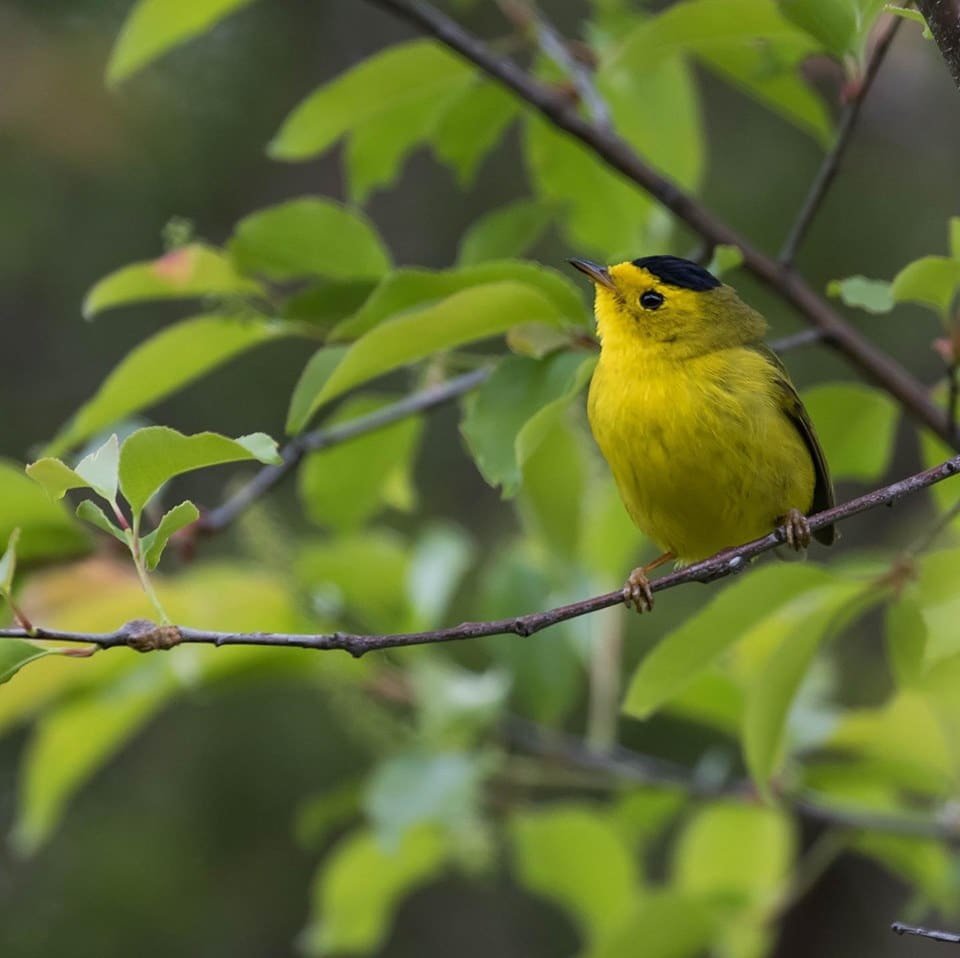 Connecticut Audubon Society Birdcraft Museum And Sanctuary