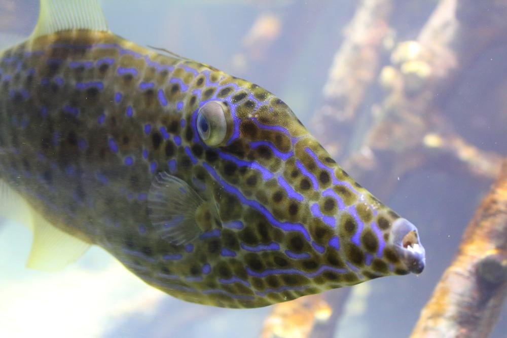 South Florida Science Center and Aquarium