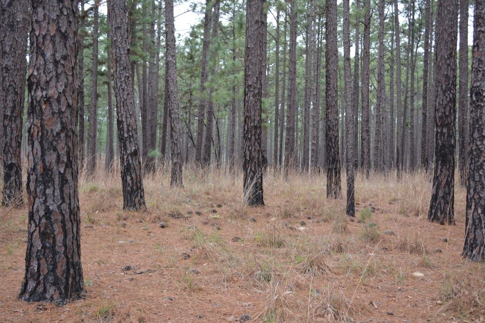 Davy Crockett National Forest