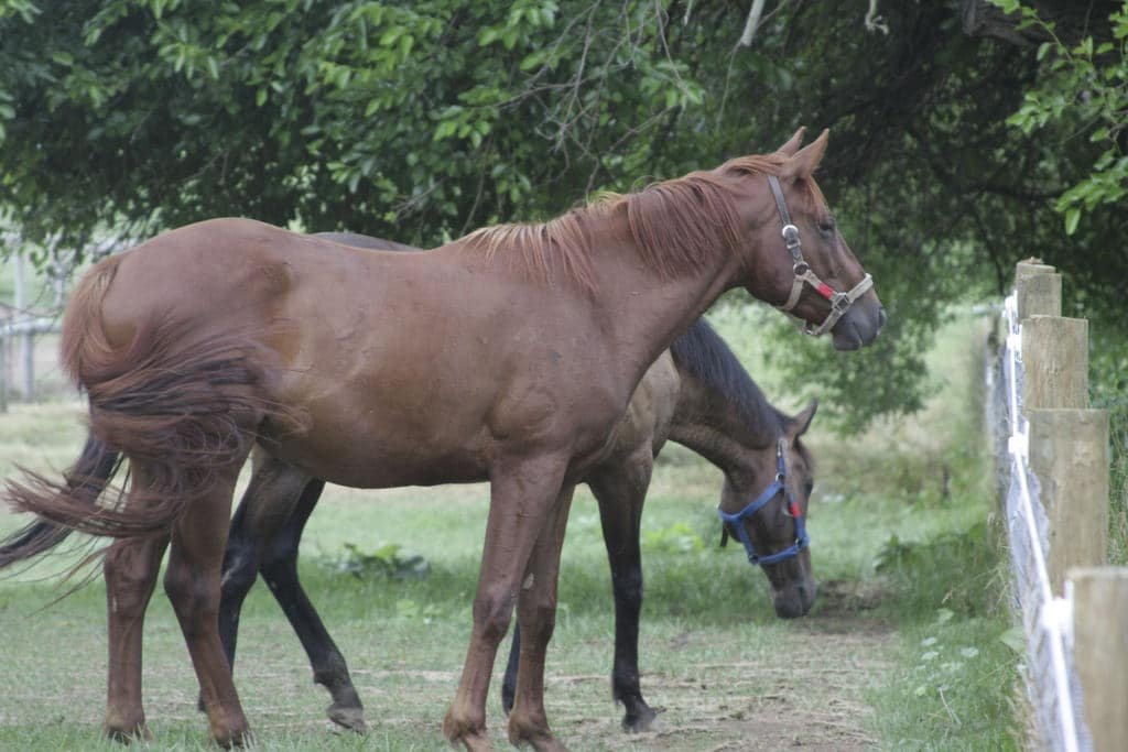 Days End Farm Horse Rescue