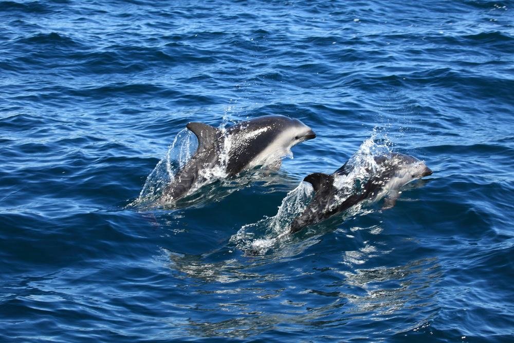 Dolphins
